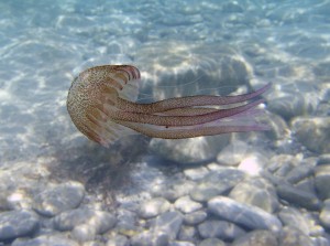 Jellyfish swimming off the coast