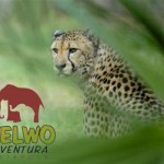 Cheetah at Selwo Aventura Cheetah at Selwo Aventura