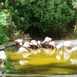 Flamingos at Selwo Aventura Flamingos at Selwo Aventura
