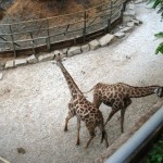 Giraffes at Selwo Aventura in Estepona