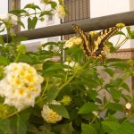 flower and butterfly