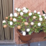 Plant with eggs on