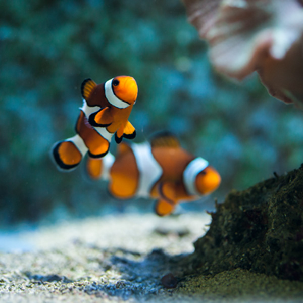 Clownfish at Sea Life Benalmadena