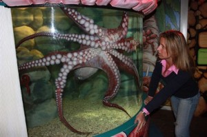 Pulpo gigante en Sea Life Benalmadena