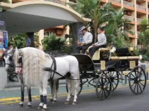 Horse & Carriage for Wedding at Sunset Beach Club