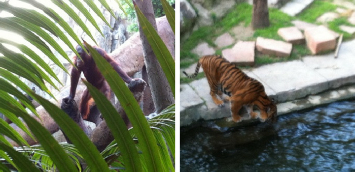 Bioparc Zoo in Fuengirola