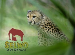 Cheetah at Selwo Aventura