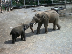 Elephants at Selwo Aventura in Estepona