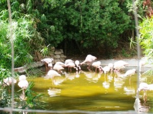 Flamingos at Selwo Aventura