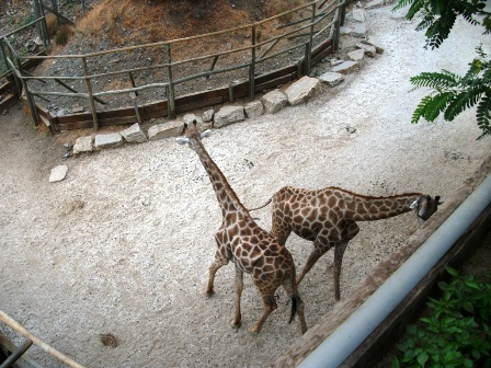 Giraffes at Selwo Aventura in Estepona