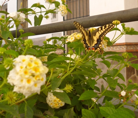 flower and butterfly