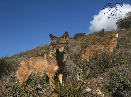 Photo of wolves at Lobo Park near Antequera