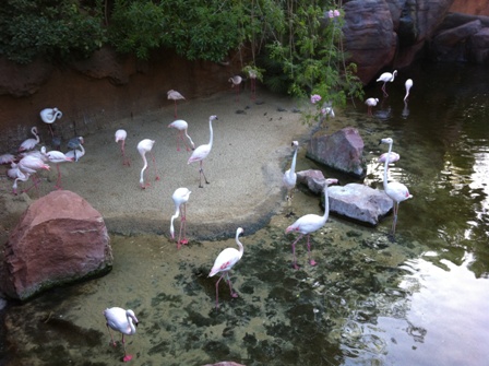 Falmingos in Bioparc Fuengirola