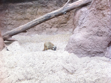 Meerkat digging a hole at Bioparc Fuengirola