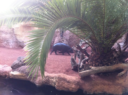 Pygmy Hippo at Bioparc Fuengirola