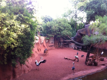 Various animals and birds at Bioparc Fuengirola