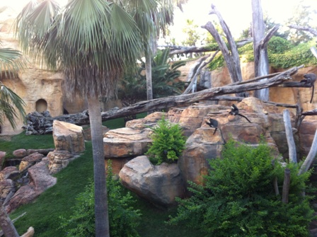 Home of the Gorillas at Bioparc Fuengirola