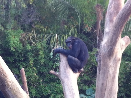 Chimpanzee sitting on the top of a tree