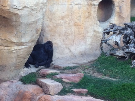 Gorilla at Bioparc hiding in the rocks