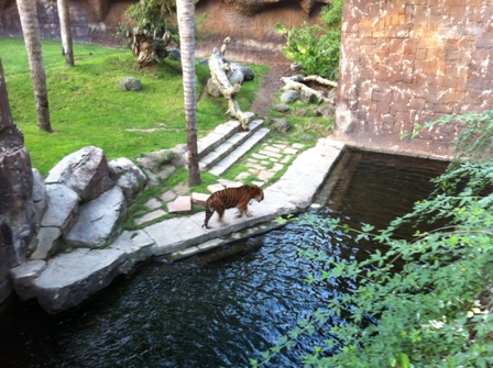 Sumatran tiger roaming around his enclosure at Bioparc
