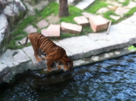 Sumatran Tiger drinking water