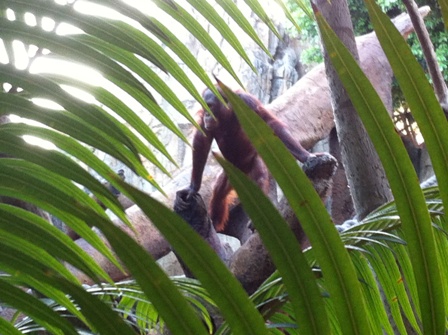 Orangutan behind the trees at Bioparc Fuengirola