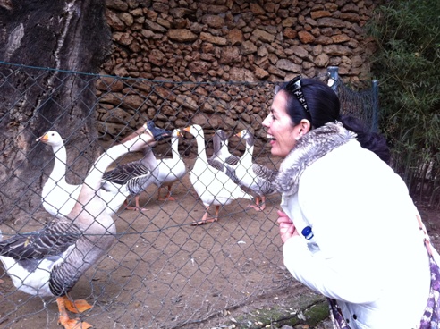 Geese at Zoo de Castellar