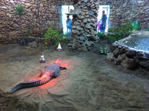 Nile Crocodile at Zoo de Castellar