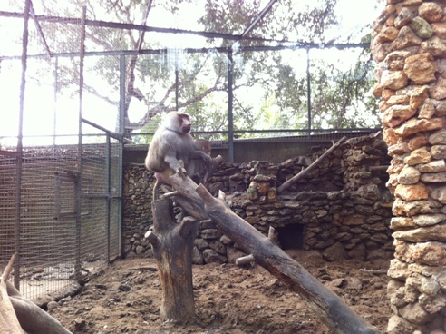 Baboon at Zoo de Castellar