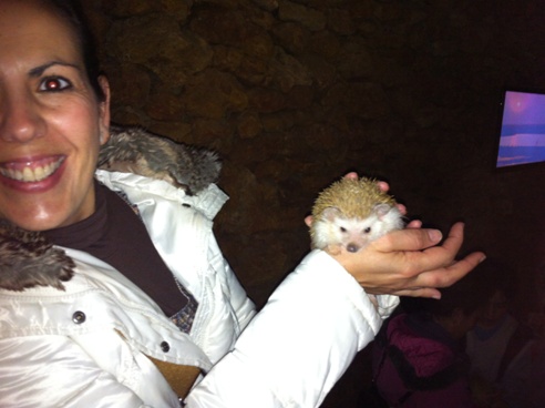 Albino hedgehog at Zoo de Castellar