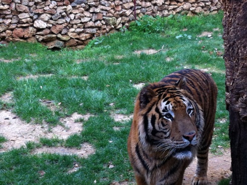 Tiger at Zoo de Castellar