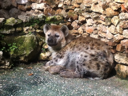 Hyena at Zoo de Castellar