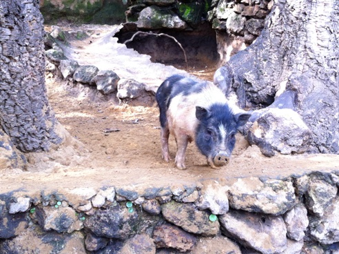 Vietnamese Pig at Zoo de Castellar