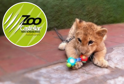 Lion Cub at Zoo de Castellar