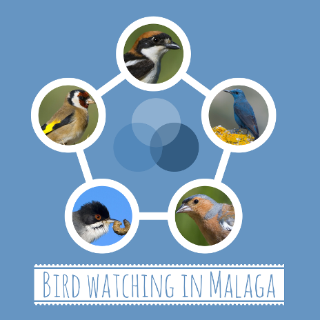 Bird watching in Malaga