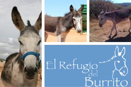 Donkey Sanctuary in Fuente de Piedra, Malaga