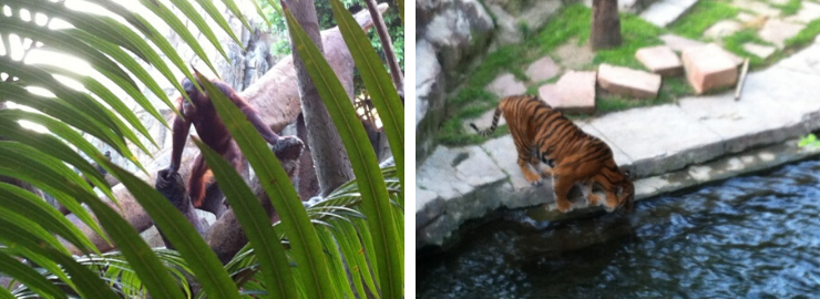 Bioparc Zoo in Fuengirola