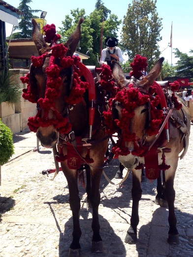 Horses at Ronda Romantica Fair