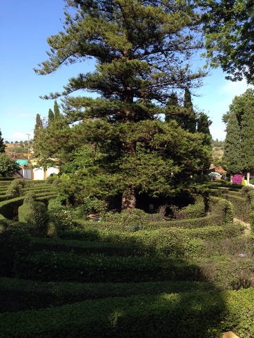 Maze and Pine tree at Molino de Inca Botanical Gardens in Torremolinos