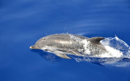 Dolphin Excursion