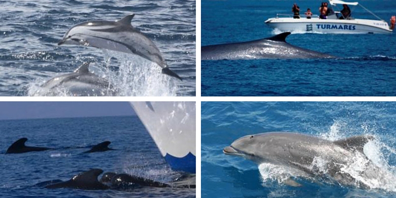 Dolphin and Whale Watching tours