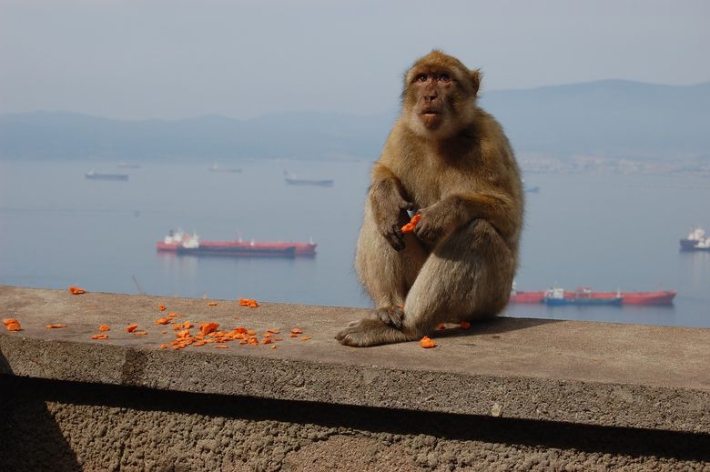 Gibraltar Monkeys