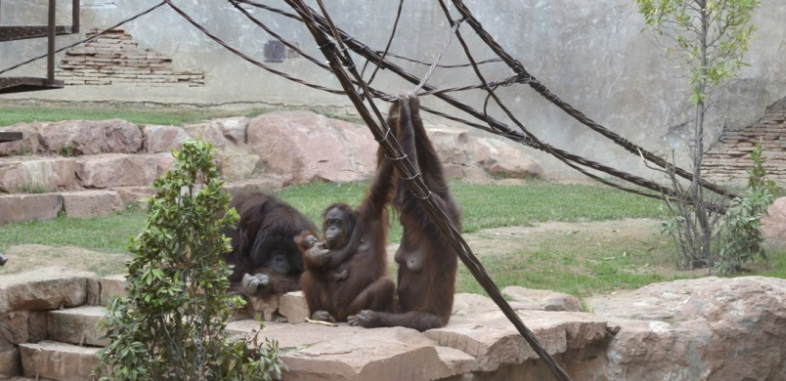 New Baby Orangutan at Bioparc Fuengirola