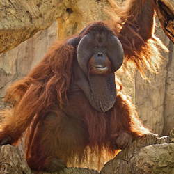 Bioparc Fuengirola