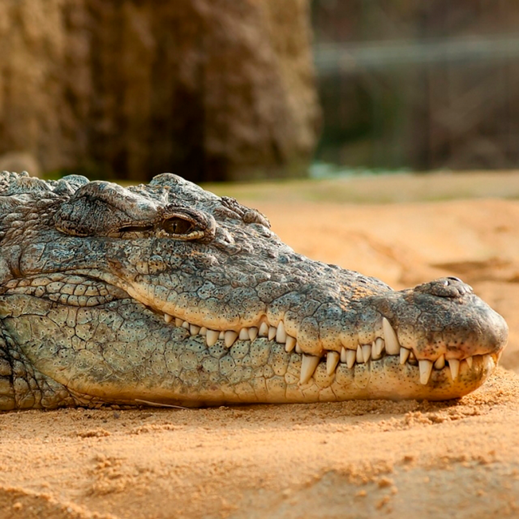 Crocodile Park Torremolinos