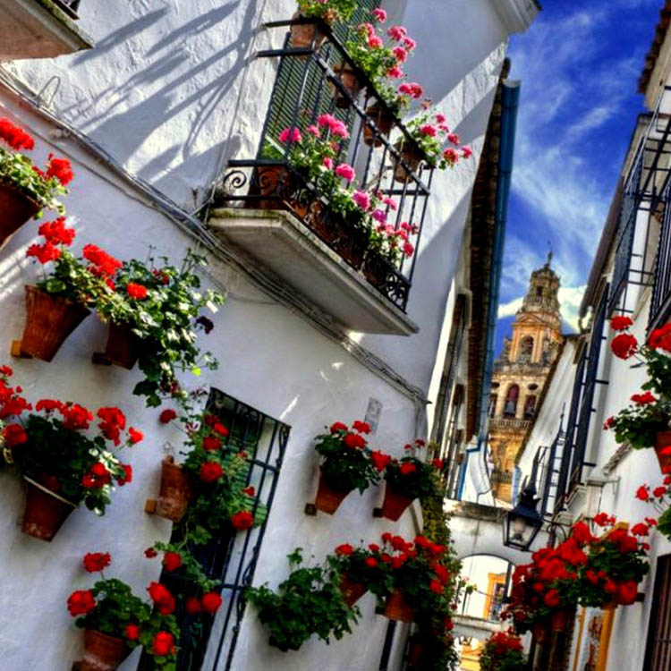 Cordoba Flowers