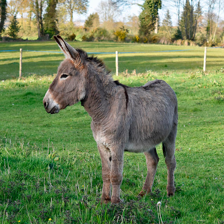 Donkey Sanctuary | El Refugio del Burrito